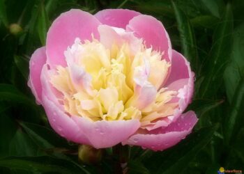 Quelle pivoine sent bon ?