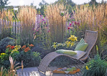 Quelle plante Brise-vue pour jardinière ?