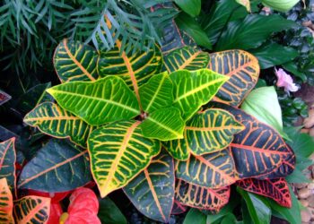 Quelle plante Ooreka ?