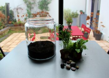 Quelle plante Peut-on mettre dans un terrarium ferme ?