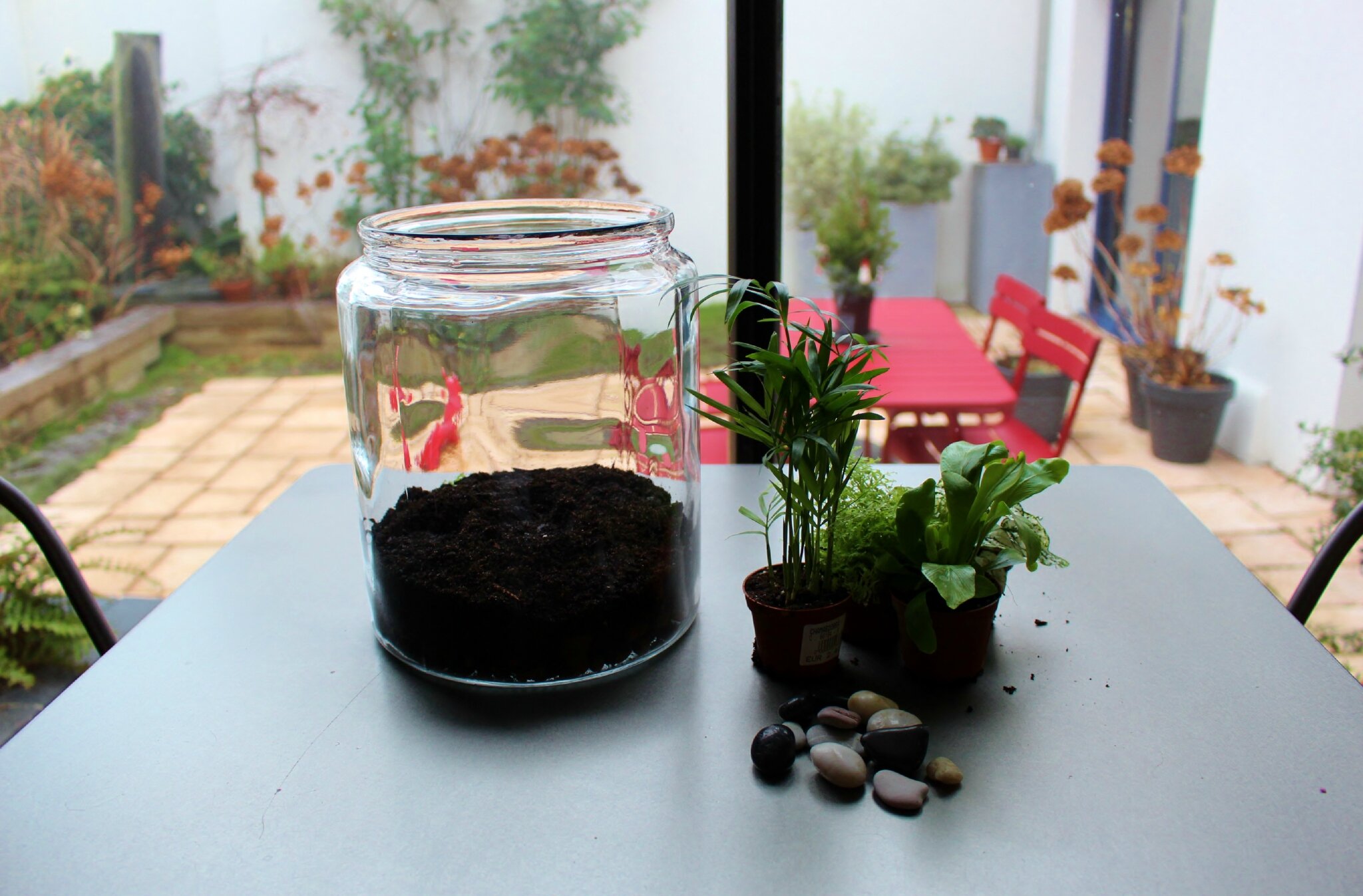 Quelle plante Peuton mettre dans un terrarium ferme