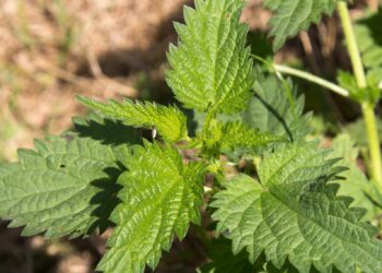 Quelle plante contre la sorcellerie ?