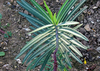 Quelle plante contre les taupes ?