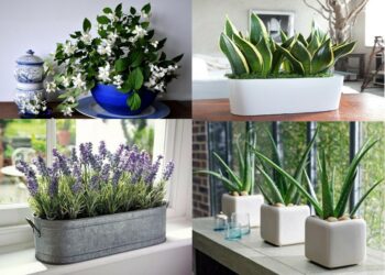 Quelle plante dans la chambre à coucher ?