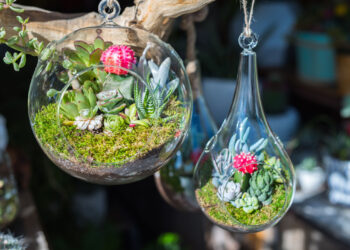 Quelle plante dans un grand vase en verre ?