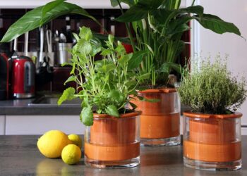 Quelle plante dans un pot à réserve d'eau ?