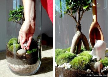 Quelle plante dans un vase ?