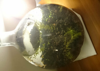 Quelle plante dans une dame-Jeanne ?