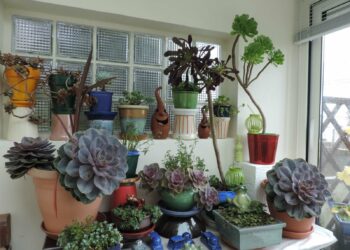 Quelle plante dans une niche ?