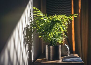 Quelle plante dans une pièce sans fenêtre ?