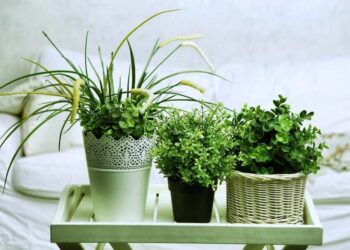 Quelle plante dépolluante pour la Chambre ?