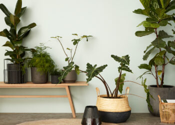 Quelle plante dépolluante pour quelle pièce ?