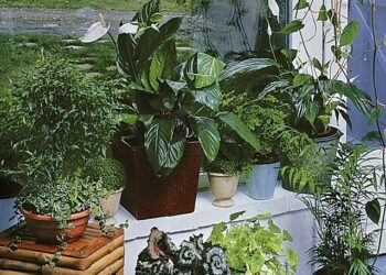 Quelle plante derrière une vitre ?