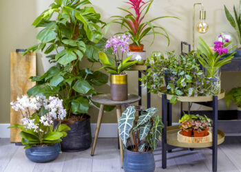 Quelle plante d'intérieur ne demande pas d'entretien ?