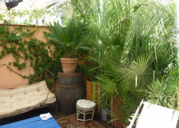 Quelle plante d'intérieur pour exposition plein sud ?