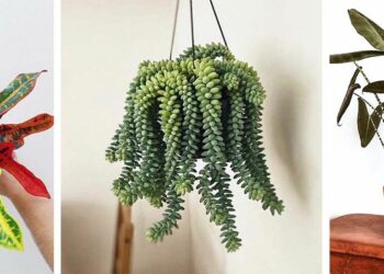 Quelle plante d'intérieur tendance ?