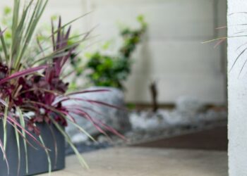 Quelle plante en pot à l'extérieur ?