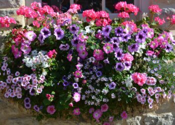 Quelle plante en pot extérieur plein soleil ?