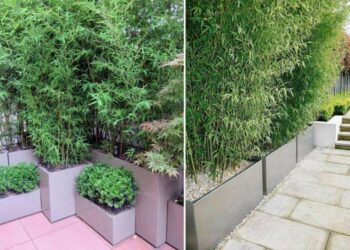 Quelle plante en pot pour brise vue ?