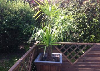 Quelle plante en pot résisté au gel ?