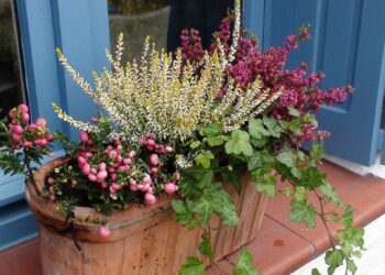 Quelle plante extérieur en pot hiver ?