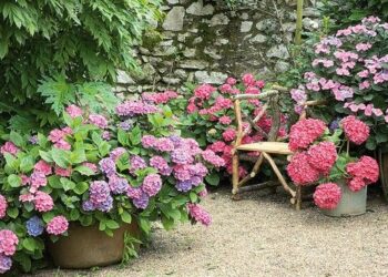 Quelle plante extérieur en pot ombre ?