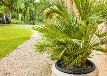 Quelle plante extérieur sans entretien ?