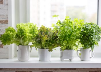 Quelle plante faire pousser en intérieur ?