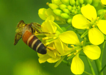 Quelle plante fait la moutarde ?