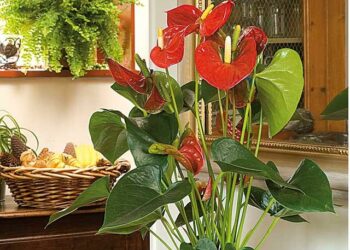 Quelle plante fleurie pour intérieur ?