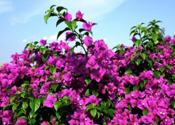 Quelle plante fleurie toute l'année ?