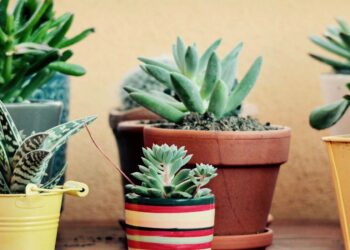 Quelle plante grasse intérieur ?