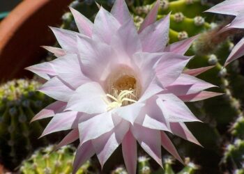 Quelle plante grasse pour extérieur ?