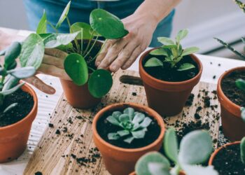 Quelle plante grasse pour intérieur ?