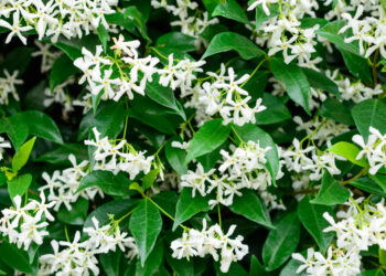 Quelle plante grimpante feuillage persistant ?