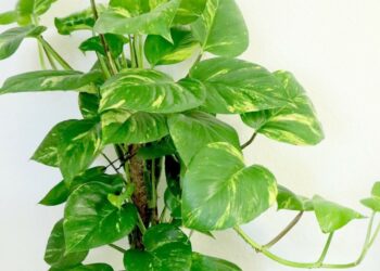 Quelle plante grimpante intérieur ?