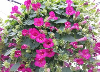 Quelle plante grimpante qui fleurit tout l'été ?