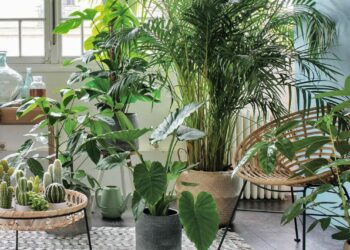 Quelle plante intérieur plein soleil ?