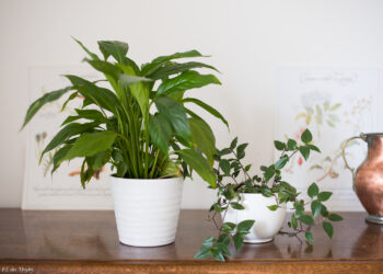 Quelle plante intérieur sans entretien ?