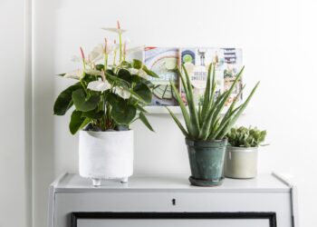 Quelle plante mettre dans un grand pot d'intérieur ?
