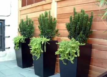 Quelle plante mettre dans un grand pot extérieur ?