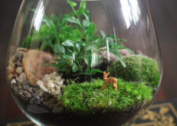 Quelle plante mettre dans un grand vase transparent ?