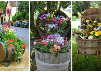 Quelle plante mettre dans un tonneau ?