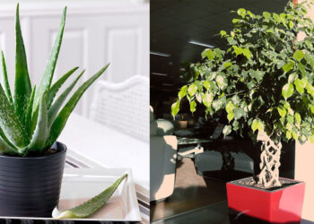 Quelle plante mettre dans une cour ?