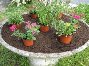 Quelle plante mettre dans une vasque ?