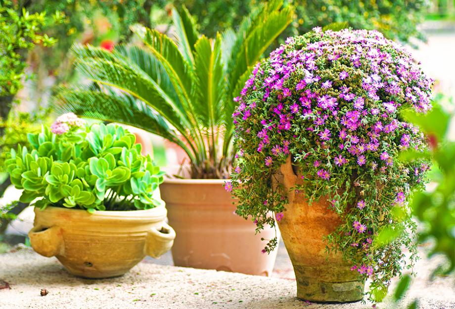 Plante En Pot Exterieur Ombre