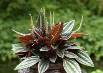 Quelle plante n'a pas besoin de beaucoup d'entretien ?