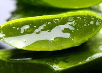 Quelle plante ne demande pas d'entretien ?