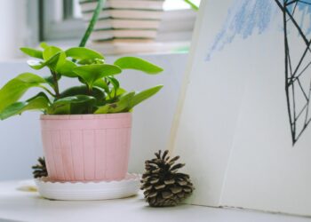 Quelle plante offrir en cadeau ?