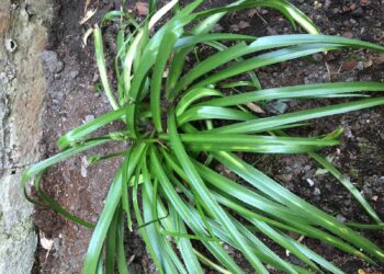 Quelle plante pailler ?